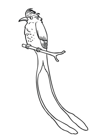 Tropical Scissor Tailed Flycatcher Coloring Page